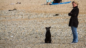 Fistral Beach Dog