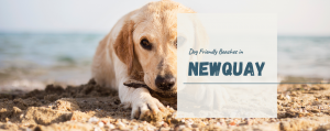 Dog Friendly Beaches in Newquay